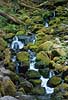 Mountain stream in temperate rainforrest   Olympic National Park / Washington State USA North america  landscapes