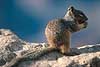 Rock Squirrel Citellus variegatus, Sciuridae Grand Canyon / Arizona USA Nord Amerika pattedyr 