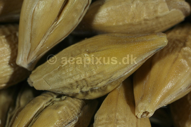 Maltbyg, korn kornfr�; Hordeum vulgare; ; ; ; planter; �l �lproduktion malt korn kornprodukter landbrug