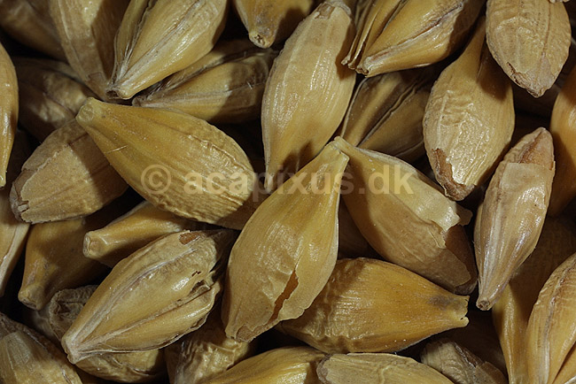 Maltbyg, korn kornfr�; Hordeum vulgare; ; ; ; planter; �l �lproduktion malt korn kornprodukter landbrug