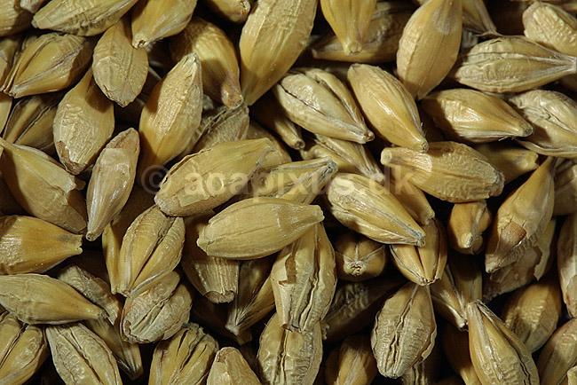 Maltbyg, korn kornfr�; Hordeum vulgare; ; ; ; planter; �l �lproduktion malt korn kornprodukter landbrug