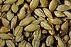  Hordeum vulgare    plants beer beer production malt corn corn products farming