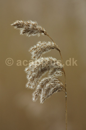 Tagr�r; Phragmites australis; Amager F�llede / Amager; ; ; planter; siv