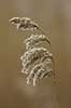  Phragmites australis Amager F�llede / Amager   plants 