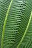  Dioon edule, Cycadales Botanical Garden greenhouse / Copenhagen   plants botanics
