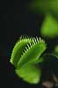  Dionaea muscipula Botanical Garden greenhouse / Copenhagen   plants botanics k�d�dende