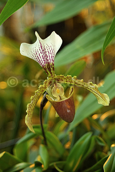 Orkide blomst; Phalaenopsis leeanum (insigne x spicerianum); Botanisk V�ksthus / K�benhavn; ; ; planter; prydplanter blomster orkideer