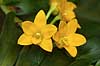  Vanilla pompona Botanical Garden greenhouse / Copenhagen   plants spices flowers orchids