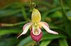  Botanical Garden greenhouse / Copenhagen   plants ornamental plants flowers orchids