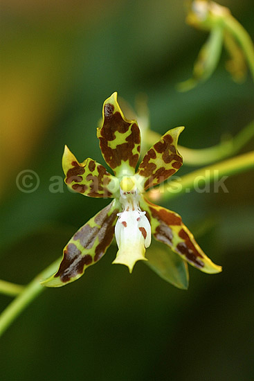 Orkide blomst; ; Botanisk V�ksthus / K�benhavn; ; ; planter; prydplanter blomster orkideer