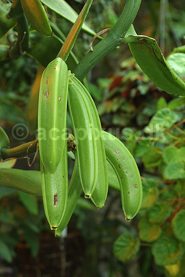 Vanillie orkide frugter krydderi; Vanilla pompona; Botanisk V�ksthus / K�benhavn; ; ; planter; krydderier orkideer