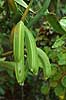  Vanilla pompona Botanical Garden greenhouse / Copenhagen   plants spices orchids