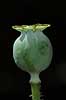  Papaver somniferum Papaveraceae Landboh�jskolens Have / Frederiksberg   plants opium drugs narcotics