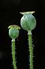  Papaver somniferum Papaveraceae Landboh�jskolens Have / Frederiksberg   plants opium drugs narcotics