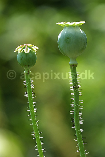 Opiumvalmue; Papaver somniferum Papaveraceae; Landboh�jskolens Have / Frederiksberg; ; ; planter; opium rusmidler narkotika