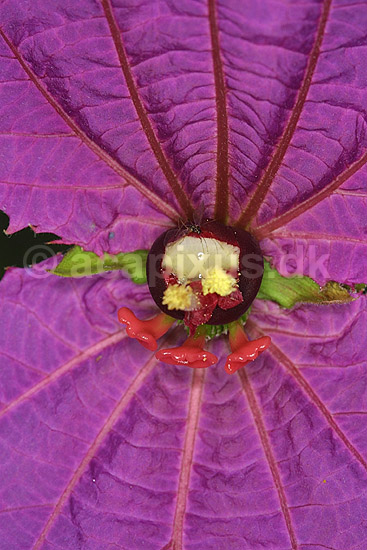 Dalechampia; Spathulata; Landboh�jskolens Have / Frederiksberg; ; ; planter; blomster