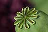  Papaver somniferum Papaveraceae Landboh�jskolens Have / Frederiksberg   plants opium drugs narcotics