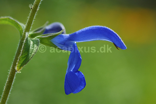 Bl� salvie; Salvia patens; Landboh�jskolens Have / Frederiksberg; ; ; planter; blomster