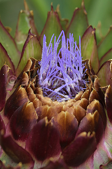Artiskok blomst der er lige ved at springe ud; Cynara scolymus; Landboh�jskolens Have / Frederiksberg; ; ; planter; blomster f�devarer