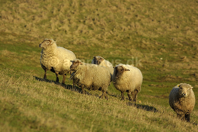 Tamf�r F�r; Ovis aries; Herstedh�je / Vestskoven / Hersted�ster; ; ; pattedyr; uld husdyr landbrug