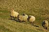 Tamf�r F�r Ovis aries Herstedh�je / Vestskoven / Hersted�ster   pattedyr uld husdyr landbrug