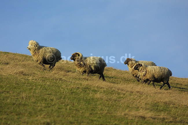 Tamf�r F�r; Ovis aries; Herstedh�je / Vestskoven / Hersted�ster; ; ; pattedyr; uld husdyr landbrug