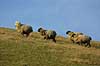 Tamf�r F�r Ovis aries Herstedh�je / Vestskoven / Hersted�ster   pattedyr uld husdyr landbrug