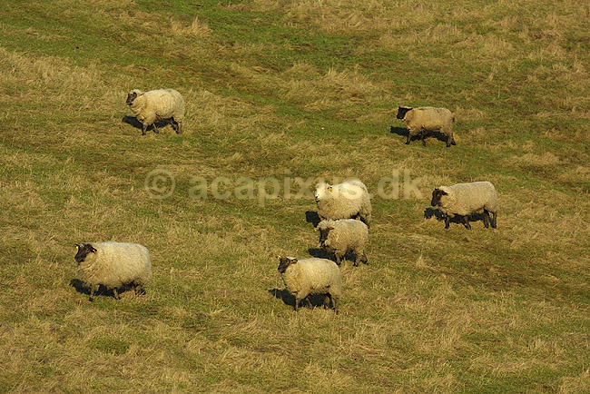 Tamf�r F�r; Ovis aries; Herstedh�je / Vestskoven / Hersted�ster; ; ; pattedyr; uld husdyr landbrug