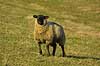 Tamf�r F�r Ovis aries Herstedh�je / Vestskoven / Hersted�ster   pattedyr uld husdyr landbrug