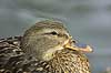 Gr�and Anas platyrhynchos, Anatidae K�benhavn ZOO   fugle andefugle sv�mmefugle �nder