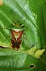  Elasmucha grisea B�llemosen / J�gersborg Hegn   insects 