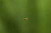  Episyrphus balteatus Syrphidae B�llemosen / J�gersborg Hegn   insects flies flying flight
