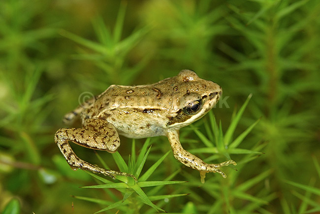 Springfr� ungt individ; Rana dalmatina Ranidae; B�llemosen, J�gersborg Hegn; ; ; padder; springpadder fr�er