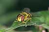  Syrphus ribesii Syrphidae Landboh�jskolens Have / Frederiksberg   insects 