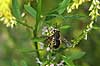  Anthidium manicatum Landboh�jskolens Have / Frederiksberg   insects 
