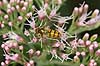  Episyrphus balteatus Syrphidae Landboh�jskolens Have / Frederiksberg   insects 