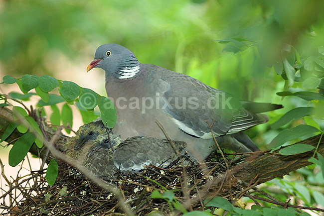 Ringdue p� rede med unger; Columba palumbus Columbidae; ; ; ; fugle; duer duefugle