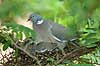 Ringdue p� rede med unger Columba palumbus Columbidae    fugle duer duefugle