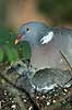 Ringdue p� rede med unger Columba palumbus Columbidae    fugle duer duefugle