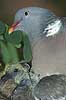 Ringdue p� rede med unger Columba palumbus Columbidae    fugle duer duefugle