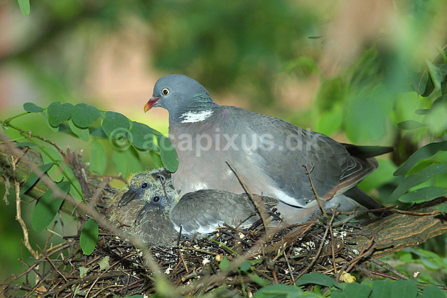 Ringdue p� rede med unger; Columba palumbus Columbidae; ; ; ; fugle; duer duefugle