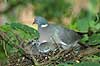 Ringdue p� rede med unger Columba palumbus Columbidae    fugle duer duefugle