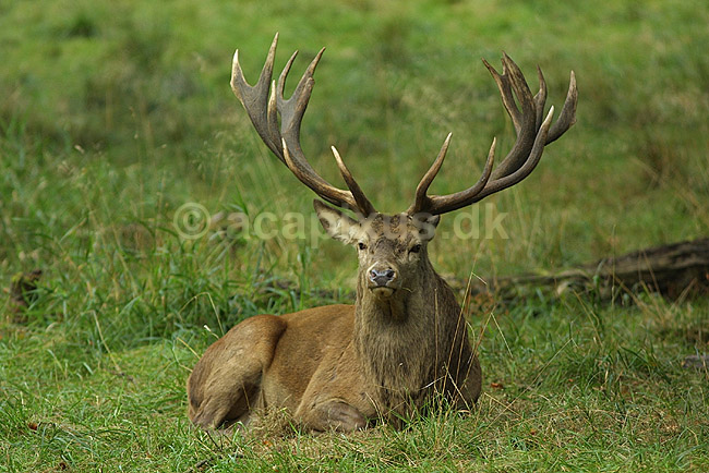 Kronhjort hviler i gr�sset; Cervus elaphus Cervidae; J�gersborg Dyrehave; ; ; pattedyr; kronvildt gevir