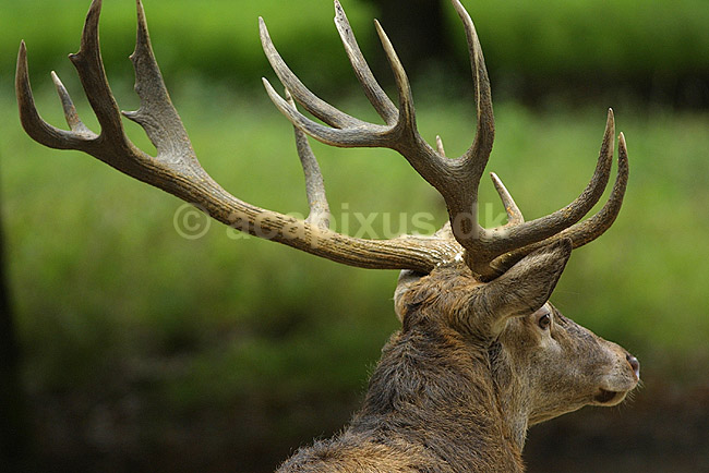 Kronhjort; Cervus elaphus Cervidae; J�gersborg Dyrehave; ; ; pattedyr; kronvildt gevir