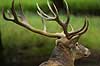 Kronhjort Cervus elaphus Cervidae J�gersborg Dyrehave   pattedyr kronvildt gevir