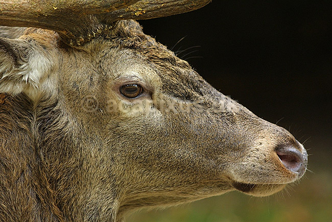 Kronhjort; Cervus elaphus Cervidae; J�gersborg Dyrehave; ; ; pattedyr; kronvildt gevir