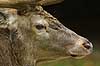 Kronhjort Cervus elaphus Cervidae J�gersborg Dyrehave   pattedyr kronvildt gevir