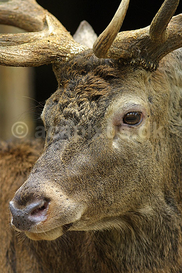 Kronhjort; Cervus elaphus Cervidae; J�gersborg Dyrehave; ; ; pattedyr; kronvildt gevir