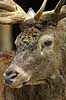 Kronhjort Cervus elaphus Cervidae J�gersborg Dyrehave   pattedyr kronvildt gevir