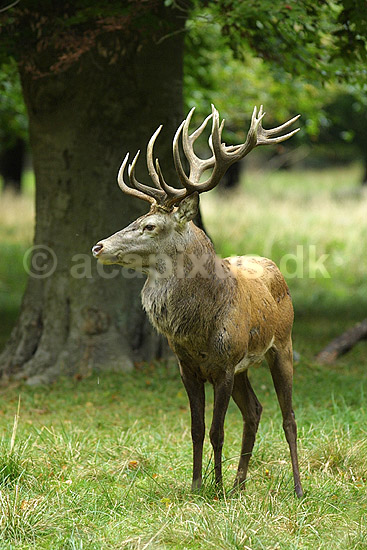 Kronhjort; Cervus elaphus Cervidae; J�gersborg Dyrehave; ; ; pattedyr; kronvildt gevir